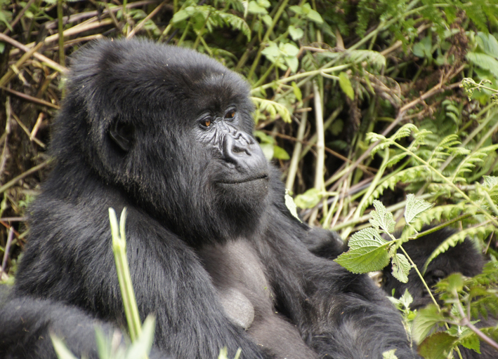 Gorillas